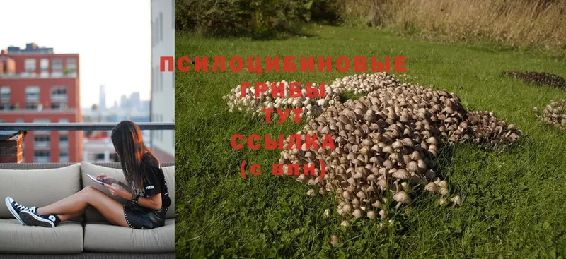 Псилоцибиновые грибы Psilocybine cubensis  цены наркотик  Благодарный 